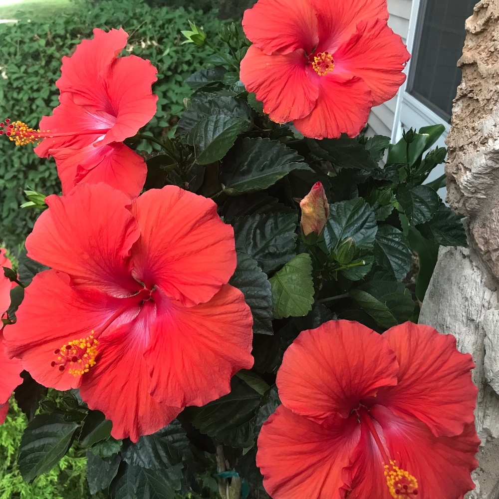 Meet your Posher, Debra